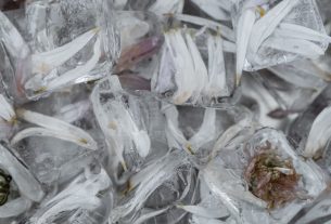 Delicate flower petals frozen in clear ice cubes, showcasing nature's beauty.