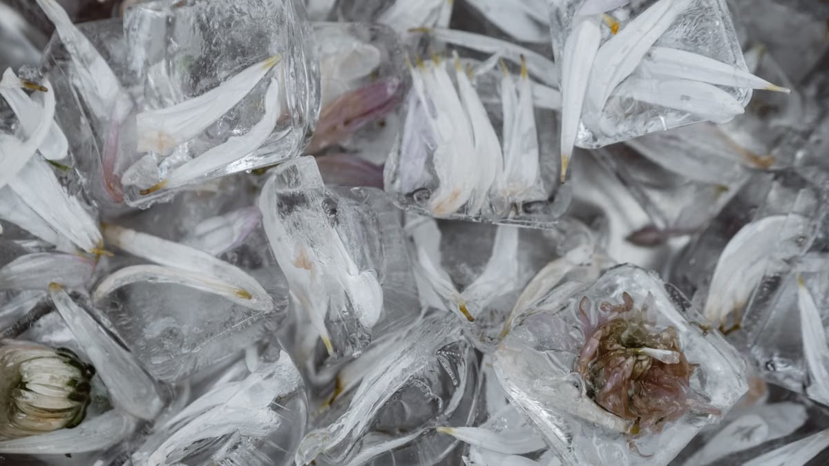 Delicate flower petals frozen in clear ice cubes, showcasing nature's beauty.